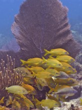 A school of yellow fish, French grunts (Haemulon flavolineatum), swim near a Venus fan (Gorgonia