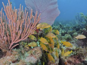 Yellow fish, French grunts (Haemulon flavolineatum), swim around a reef with various soft corals in