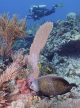 A diver observes a fish, French angelfish (Pomacanthus paru), in a coral formation in the