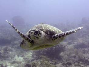 A sea turtle, Hawksbill sea turtle (Eretmochelys imbricata imbricata), swims underwater in a calm