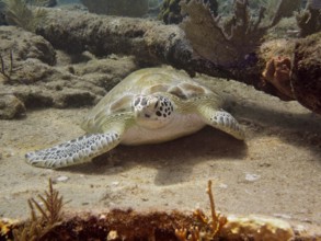 A Hawksbill sea turtle (Eretmochelys imbricata imbricata) rests on the seabed surrounded by coral