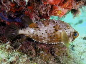 A spiny pufferfish, brown spotted hedgehogfish (Diodon holocanthus), rests under algae in the sea.