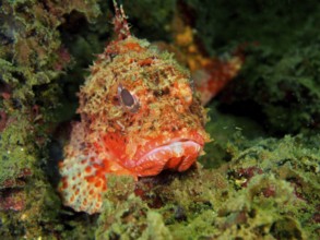 A well camouflaged scorpionfish, Brazil scorpionfish (Scorpaena brasiliensis), rests among green