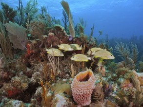 Bluestriped grunts (Haemulon sciurus) swim over a lively coral reef in the sea. Dive site John