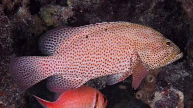 A red spotted fish, blood red jewelled perch (Cephalopholis cruentata), rests on a coral structure.
