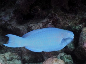 A blue parrotfish (Scarus coeruleus) glides across the seabed. Dive site John Pennekamp Coral Reef