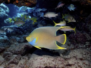 Bermuda angelfish (Holacanthus bermudensis) and other tropical fish swim around a coral reef. Dive