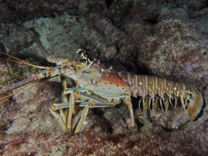 Caribbean langoustine (Panulirus argus) on rocky ground in the sea reef. Dive site John Pennekamp