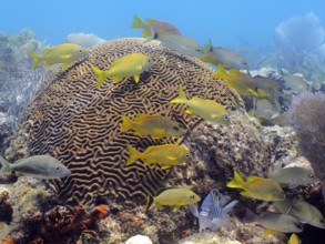 Bright fish swim around large brain coral (Diploria labyrinthiformis) in the blue water of a reef.