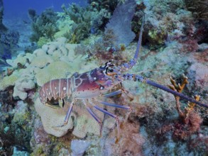 Colourful Caribbean langoustine (Panulirus argus) crawls on corals in the clear water of the reef.