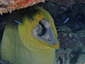 Green moray (Gymnothorax funebris) with open mouth being groomed by cleaner wrasse. Dive site John