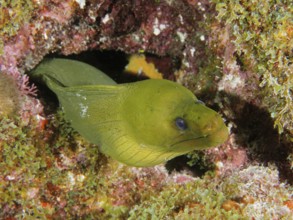 Green moray (Gymnothorax funebris) looks out of a cave in the reef. Dive site John Pennekamp Coral