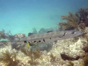 A Great barracuda (Sphyraena barracuda) swims in clear turquoise water above a reef. Dive site John
