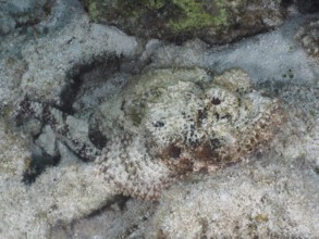 A feathered scorpionfish (Scorpaena grandicornis) lies camouflaged in the sandy seabed and is