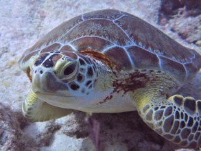 Close-up of a Hawksbill sea turtle (Eretmochelys imbricata imbricata) . Dive site John Pennekamp
