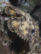 Well camouflaged American bear crab (Scyllarus americanus) with a structured pattern on a rocky
