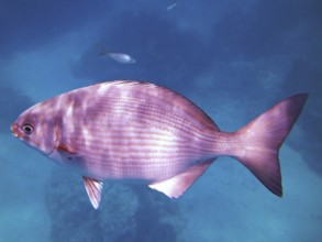 A Bermuda rudderfish (Kyphosus sectatrix) swims in the still, blue water. Dive site John Pennekamp