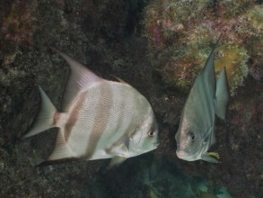 Two fish, Atlantic spadefish (Chaetodipterus faber), swimming close to each other, surrounded by