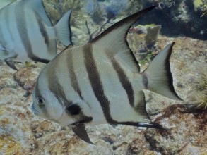 Fish with a distinctive stripe pattern and large fins, Atlantic spadefish (Chaetodipterus faber) .