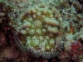 Green coral with a detailed pattern, Atlantic mushroom coral (Scolymia lacera), on the seabed. Dive