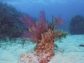 Colourful American gorgonian (Antillogorgia americana) on a sandy seabed under blue water. Dive