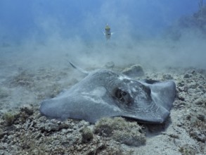 Stingray, Southern Stingray (Hypanus americanus), searching for food on the sandy seabed. Dive site