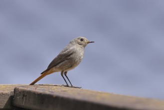 Black redstart (Phoenicurus ochruros), on a balcony, Wilnsdorf, North Rhine-Westphalia, Germany