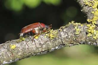 May beetle, wood cockchafer (Melolontha hippocastani), female, on a branch covered with lichen,