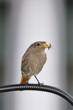 Redstart (Phoenicurus ochruros), with a butterfly as prey in its beak on a balcony, Wilnsdorf,