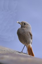 Black redstart (Phoenicurus ochruros), with a spider as prey in its beak on a balcony, Wilnsdorf,