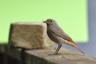 Black redstart (Phoenicurus ochruros), with a spider as prey in its beak on a balcony, Wilnsdorf,