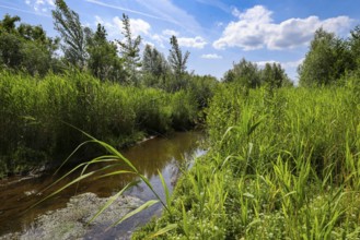 Bottrop, North Rhine-Westphalia, Germany - Renaturalised Boye, the tributary of the Emscher, was