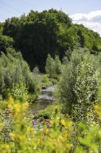 Bottrop, North Rhine-Westphalia, Germany - Renaturalised Boye, the tributary of the Emscher, was