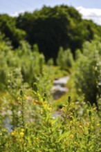 Bottrop, North Rhine-Westphalia, Germany - Renaturalised Boye, the tributary of the Emscher, has