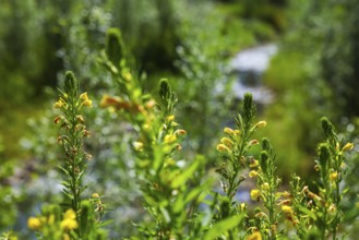 Bottrop, North Rhine-Westphalia, Germany - Renaturalised Boye, the tributary of the Emscher, has