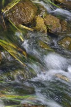 Bottrop, North Rhine-Westphalia, Germany - Renaturalised Boye, the tributary of the Emscher, has