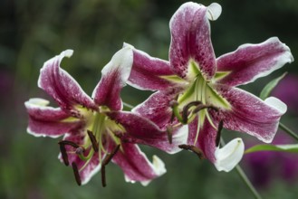 Lily flowers (Lilium Erfordia), Oriental hybrid, Emsland, Lower Saxony, Germany