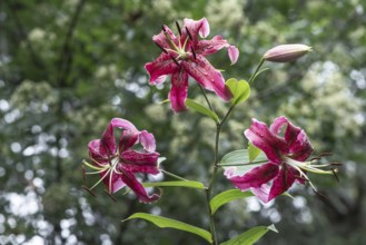 Lily flowers (Lilium), Oriental hybrid, Emsland, Lower Saxony, Germany