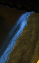 Sea light, caused by accumulations of microorganisms, marine luminescence (Noctiluca scintillans,