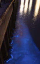 Sea glow, blue glowing water on sheet pile wall at night with light reflection, caused by