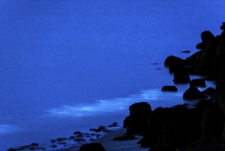 Sea glow, caused by microorganisms, marine luminescent organisms (Noctiluca scintillans, Noctiluca