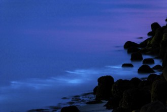 Sea glow, caused by microorganisms, marine luminescence (Noctiluca scintillans, Noctiluca