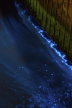 Blue glowing waves on sheet pile wall at night, harbour of the island dune, sea glow, caused by