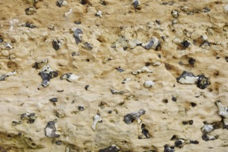 Chalk cliffs with flints, Etretat, Alabaster Coast, Seine-Maritime, Upper Normandy, France