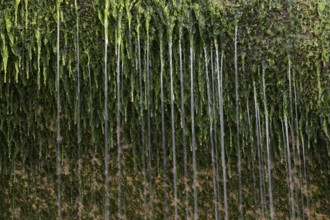 Water flowing over moss on a rock, Alabaster Coast, Seine-Maritime, Haute-Normandie, France