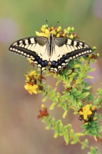 Swallowtail (Papilio machaon), North Rhine-Westphalia, Germany