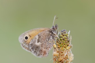Small heath or small hay butterfly (Coenonympha pamphilus) with dewdrops, North Rhine-Westphalia,