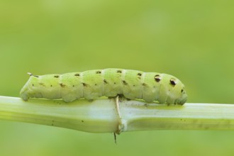Elephant hawk-moth (Deilephila elpenor), caterpillar, North Rhine-Westphalia, Germany