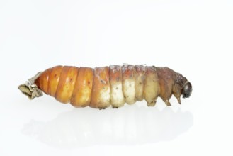 Tree of God moth or Ailanthus moth (Samia cynthia), caterpillar in pupation, against a white