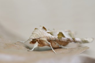 Agate owl or mangol owl (Phlogophora meticulosa), North Rhine-Westphalia, Germany